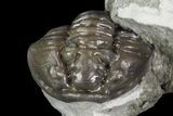 Wide Enrolled Flexicalymene Trilobite - Mt Orab, Ohio #95814-1